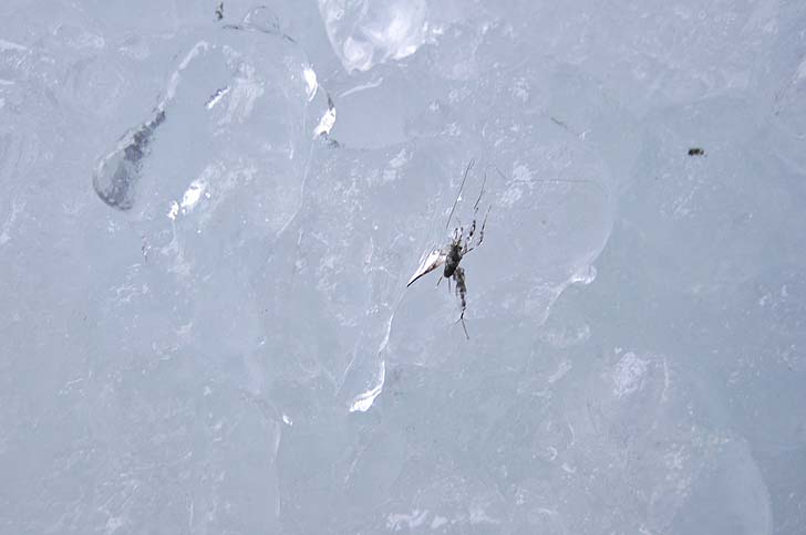 氷の中の虫