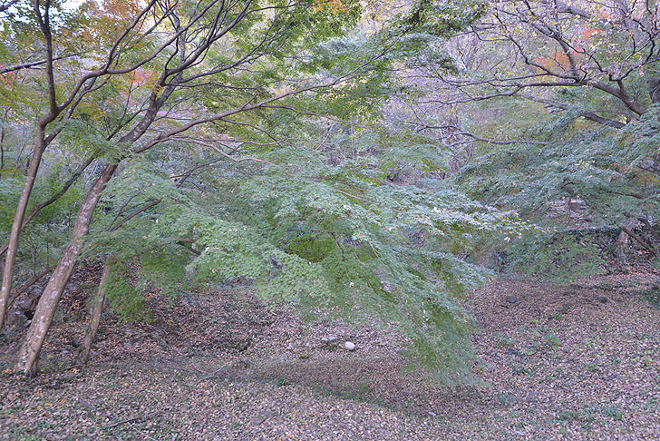 可児川下流域自然公園の紅葉