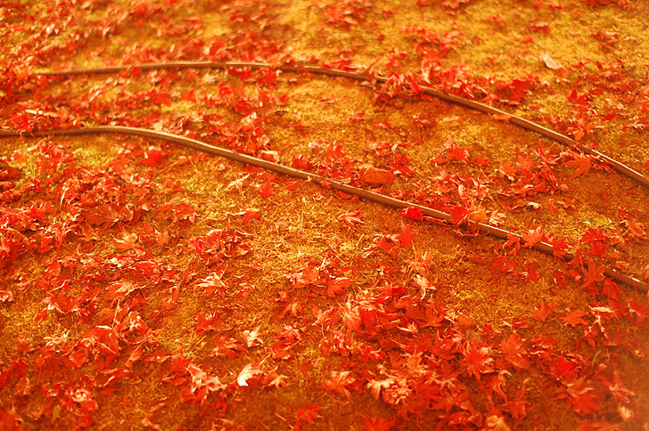 地面に落ちた紅葉
