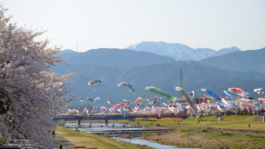岐阜県垂井町の相川水辺公園で観られる桜と鯉のぼりと残雪の伊吹山
